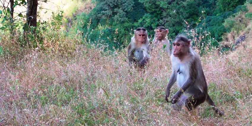 An image of Monkey Point with monkeys playing, one of the most amazing Matheran Trekking points.