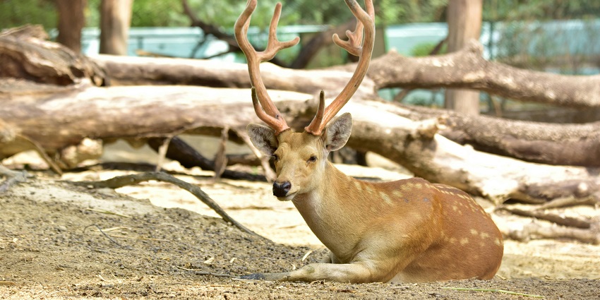 Mookambika Wildlife Sanctuary is a must-visit for all explorers visiting the temple.