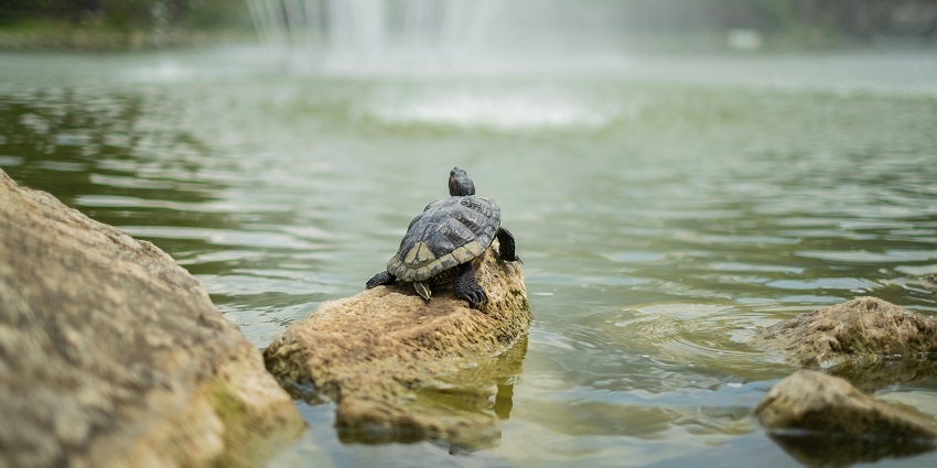 The Morjim Turtle Nesting Site is a conservation place to visit in Morjim for travellers.
