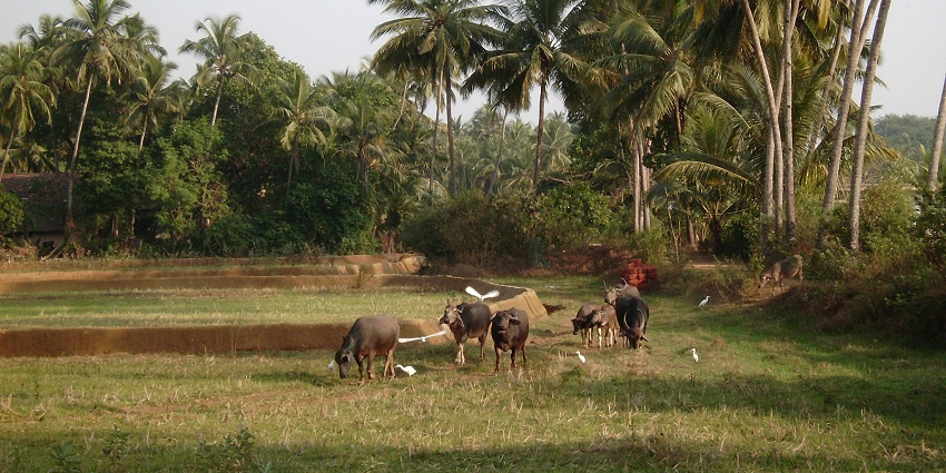 Morjim Village, one of the cultural places to visit in Morjim for travellers to explore.