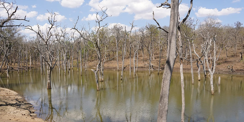 The panoramic view of Mudumalai National Park in Karnataka