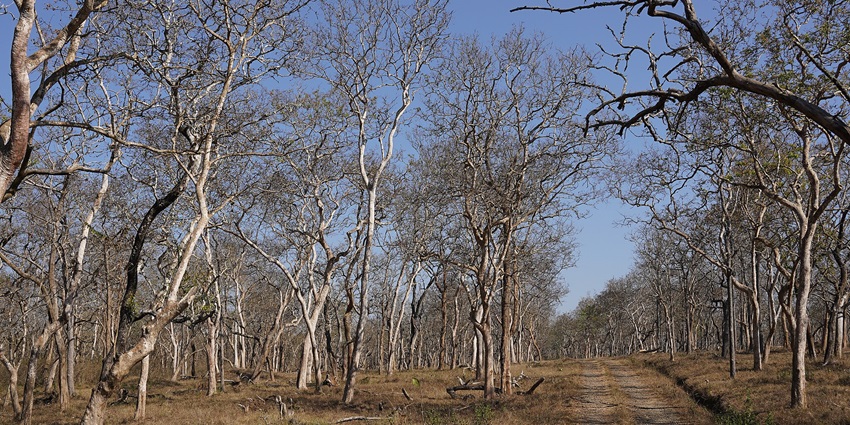 Dry forest of Mudumalai National park, a popular place near Nilgiri Biosphere Nature Park.