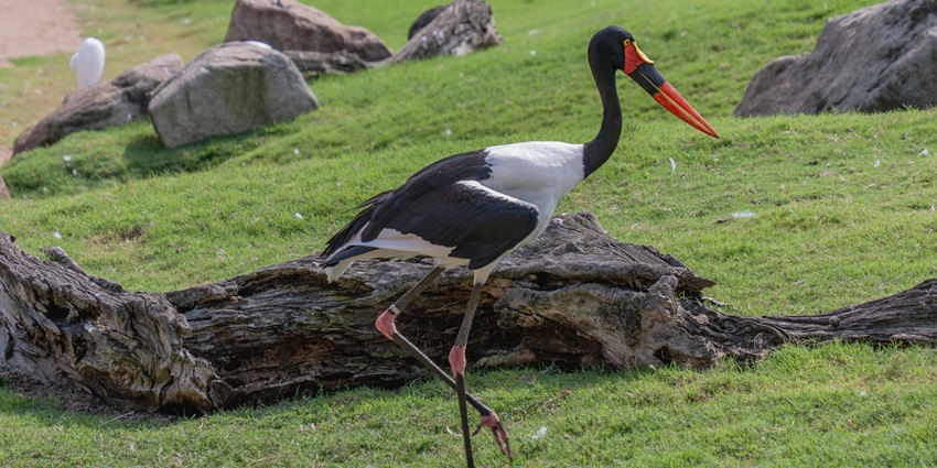 An image of a saddle-billed stork standing in one of the best national parks in Tamil Nadu.