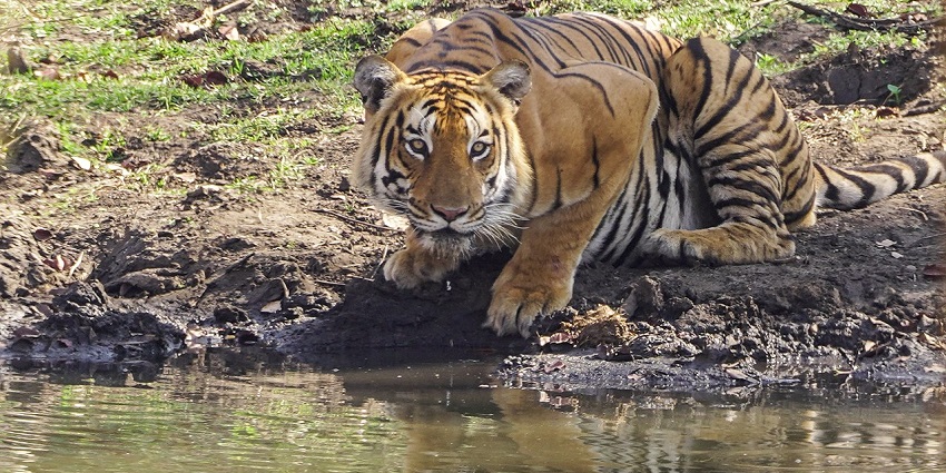A majestic tiger drinking water in Mudumalai National Park's serene landscape.