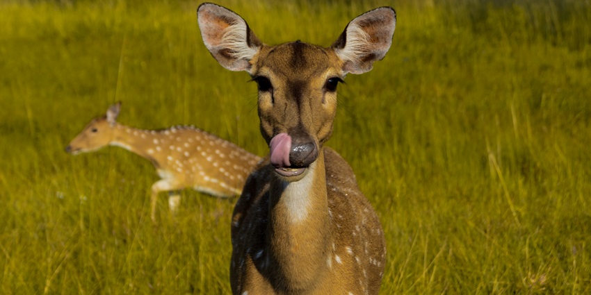 A glimpse of the Mudumalai National Park, a hotspot for jungle safari near Chennai.