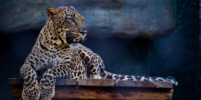 A leopard at Mudumalai National Park, one of the top places to visit near Mysore.