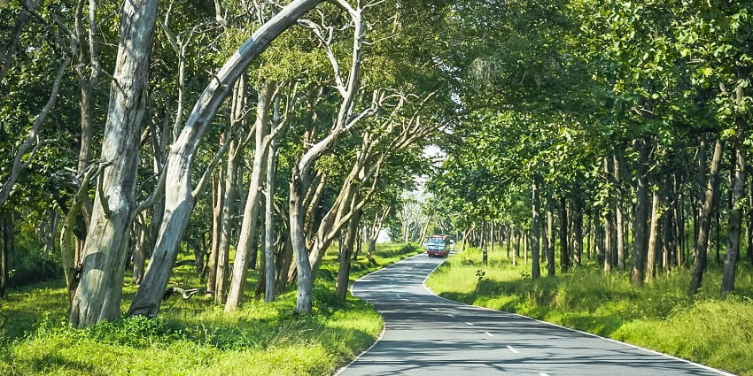 Image of the beautiful streets of the Mudumalai Wildlife Sanctuary located in TamilNadu