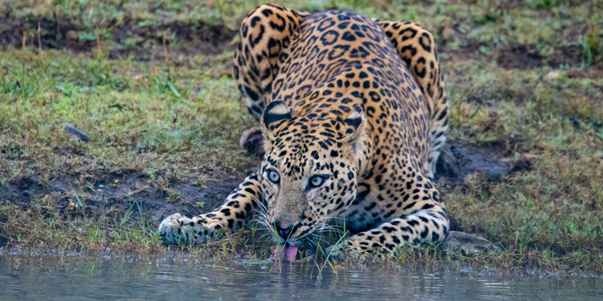 A leopard spotted at the Mukurthi National Park surrounded by lush greenery.