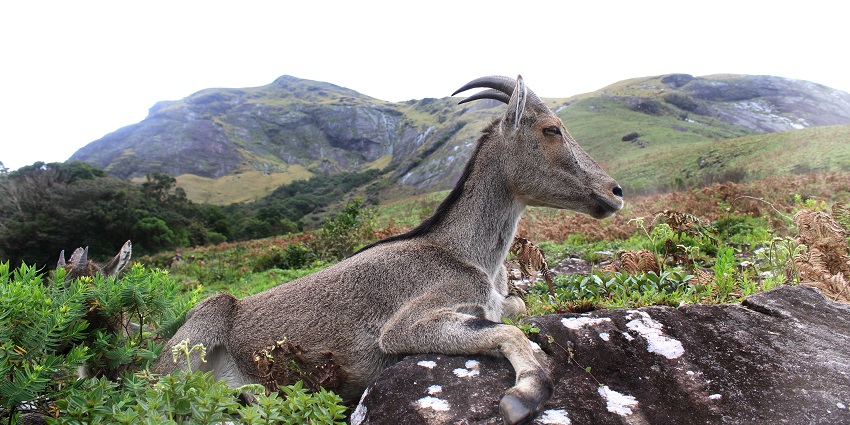 A picture of Mukurthi, one of the best hill stations near Ooty, ideal for trekking.