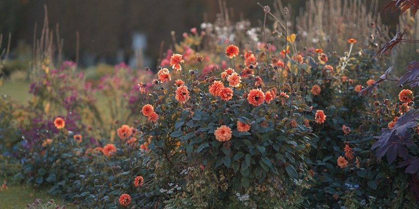 A vibrant close-up of pink dahlias in full bloom, showcasing delicate petals and fresh green leaves