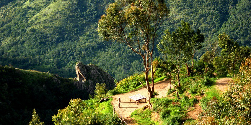 A picture of Munnar, a famous hill station near Tenkasi known for tea gardens.