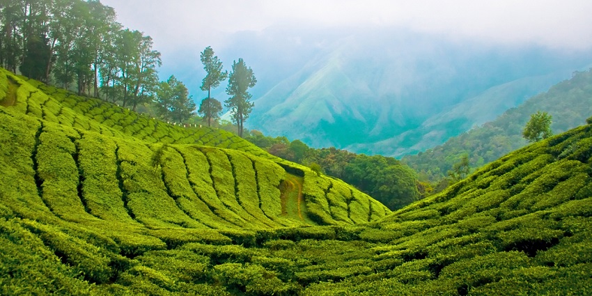 A breathtaking picture of Munnar's tea plantations with misty mountains in the background
