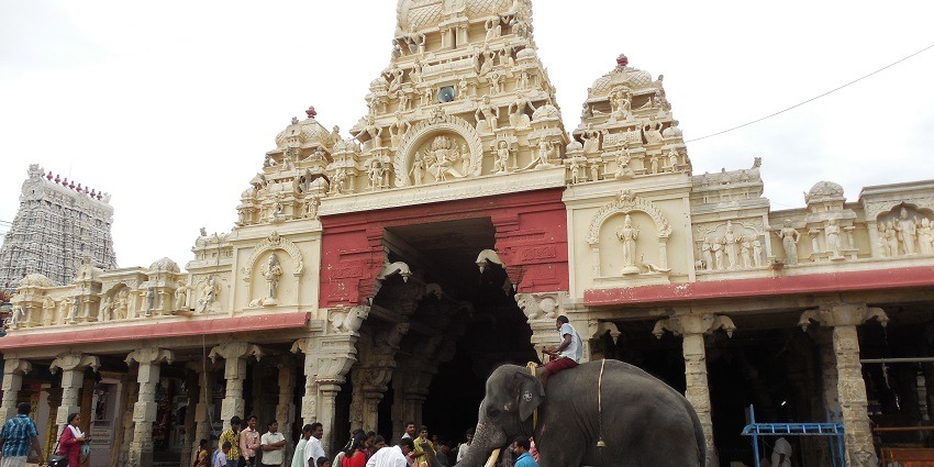 Temple elephant at Thiruchendur Murugan Temple, a renowned pilgrimage site.