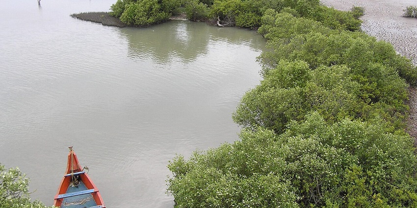 An aerial view of the beautiful mangrove, near the Vaitheeswaran Temple for all.