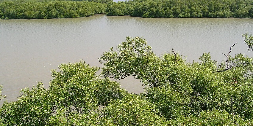 Mangrove is not just a tree but nature's guardian of the coastline, offering serene views.