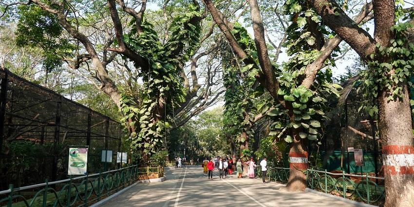 A pathway in Mysore Zoo, a place to visit near Mysore Palace