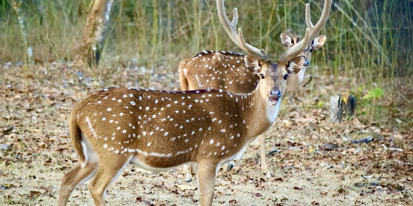 Nagarhole National Park is a wildlife sanctuary in Karnataka, known for biodiversity.