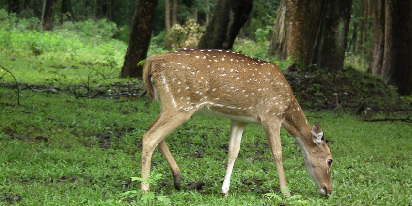 Kabini National Park, is the best place to visit in Kabini, a UNESCO site with tigers, elephants, and safaris.