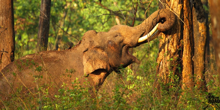 A picture of an elephant playing at a national park using trees