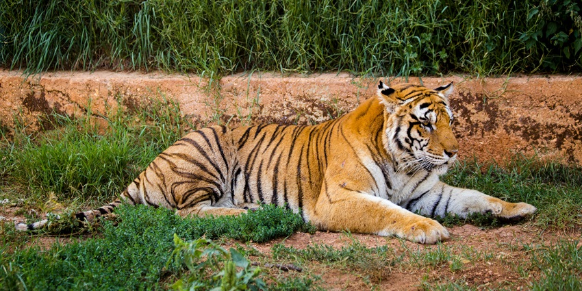 The Nagarhole National Park, one of the famous places to visit near Mysore, Karnataka.