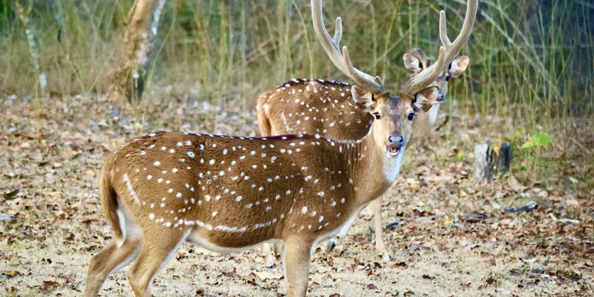 A deer at the Nagarhole Park, one of the top places to visit in April in Karnataka.