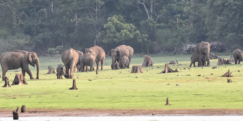 A picture of a giant herd of elephants enjoying the greenery of Nagarhole, Karnataka