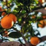 A picture of an orange tree that represents the Orange City of Nagpur.