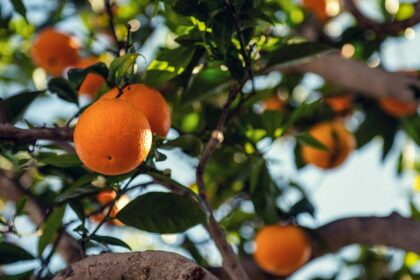 A picture of an orange tree that represents the Orange City of Nagpur.