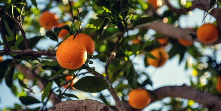 A picture of an orange tree that represents the Orange City of Nagpur.