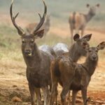 A group of Sambar Deers at Tadoba-Andhari Tiger Reserve, one of the best places near Nagpur for weekend retreat