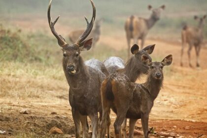 A group of Sambar Deers at Tadoba-Andhari Tiger Reserve, one of the best places near Nagpur for weekend retreat