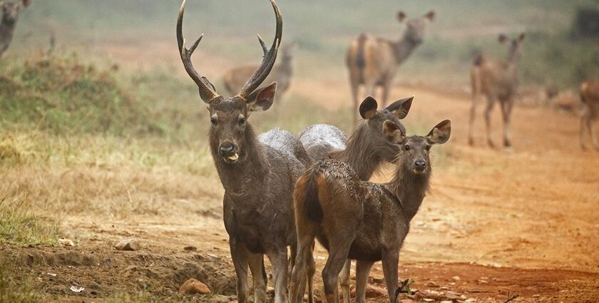 A group of Sambar Deers at Tadoba-Andhari Tiger Reserve, one of the best places near Nagpur for weekend retreat