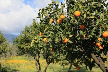 A vibrant orange farm in Nagpur, showcasing rows of lush orange trees under a clear blue sky.