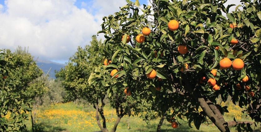 A vibrant orange farm in Nagpur, showcasing rows of lush orange trees under a clear blue sky.