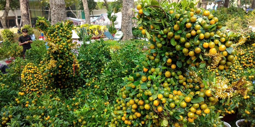 Nagpur and its oranges make it one of the best places to visit in Vidarbha.