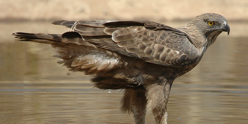Nagzira Wildlife Sanctuary, diverse wildlife, nature trails, and a serene environment