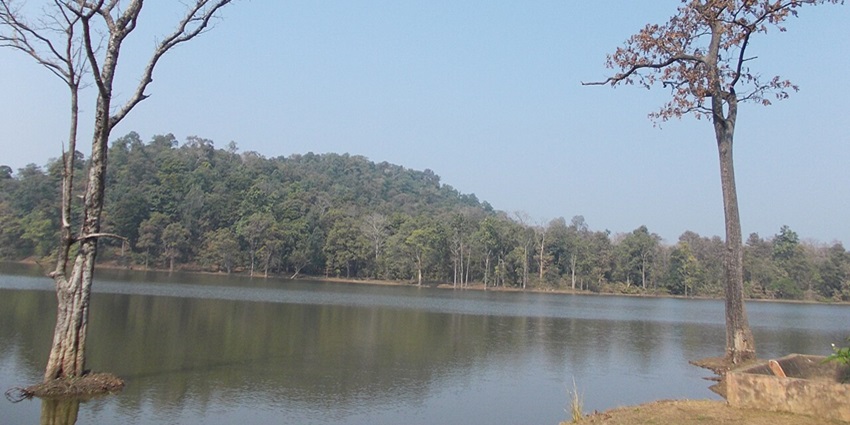 An image of a deer grazing in the lush Nagzira Wildlife Sanctuary forest