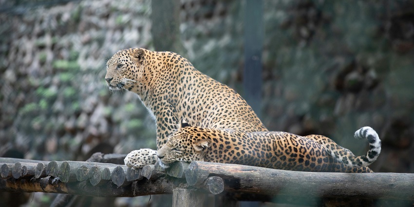 A leopard at Nagzira Wildlife Sanctuary, one of the famous places to visit near Nagpur.