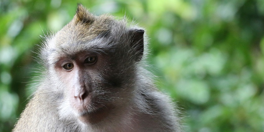 A monkey amidst the vibrant landscape of Nagzira Wildlife Sanctuary near Tipeshwar Wildlife Sanctuary.