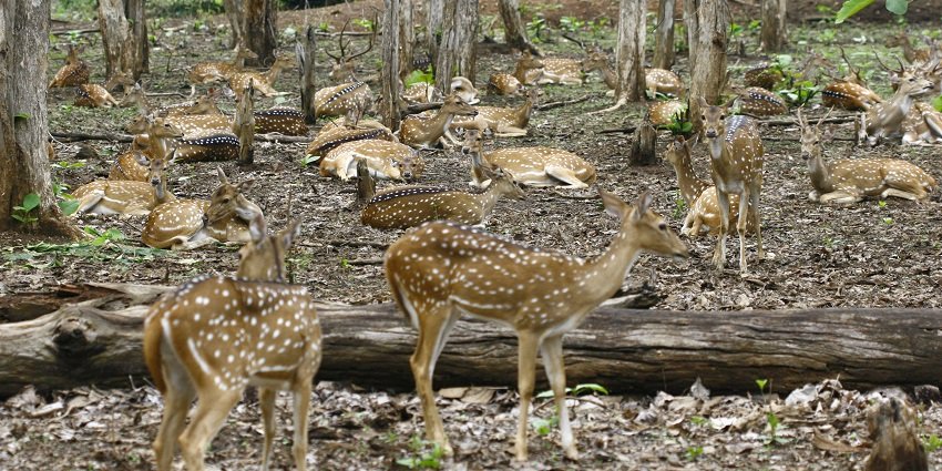 The Nagzira Wildlife Sanctuary, a famous place near Umred Karhandla Wildlife sanctuary