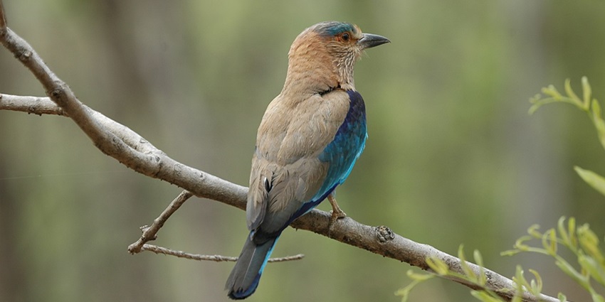 Image of Sub adult male tiger in wild from Nagzira tiger reserve , Maharashtra , India