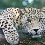 A leopard at the Nagzira Wildlife Sanctuary, located in the eastern ghats of Maharashtra.