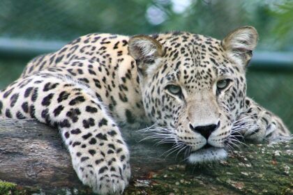 A leopard at the Nagzira Wildlife Sanctuary, located in the eastern ghats of Maharashtra.