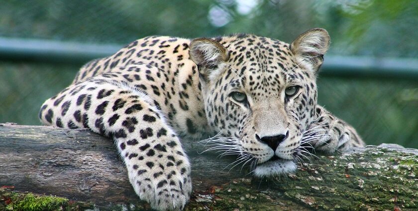 A leopard at the Nagzira Wildlife Sanctuary, located in the eastern ghats of Maharashtra.