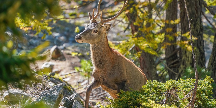 An expansive landscape of Nagzira Wildlife Sanctuary, rich in flora and fauna.