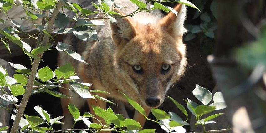 Nahargarh Biological Park near Jaipur showcases diverse wildlife across 720 hectares.