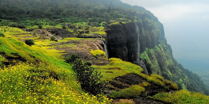 Enchanting view of the cliffs of the mountain pass covered with vibrant yellow flowers in monsoon
