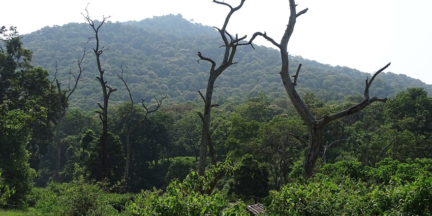 Jungle safari in Chennai reserve forest, ideal for nature walks and wildlife spotting.