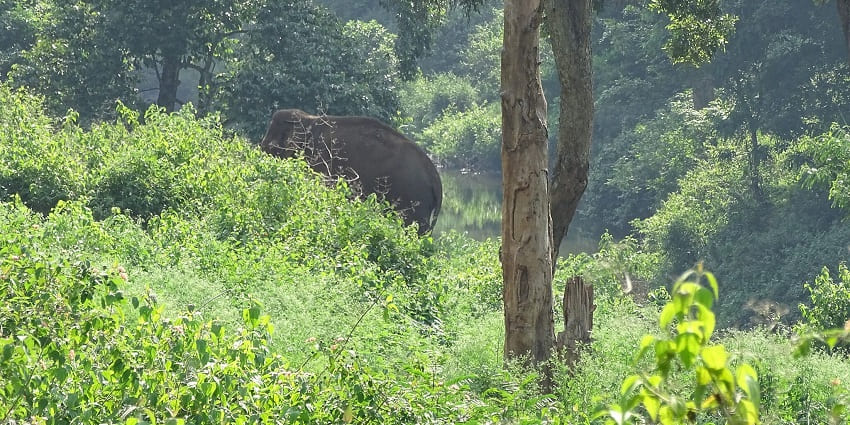 Trek in Chennai's lush forest offering trekking trails and nature experiences.