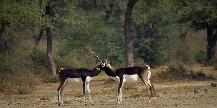 Two blackbucks amidst green grass and natural surroundings